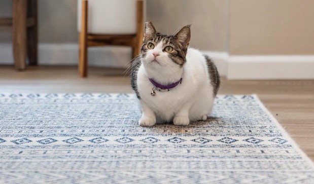 Pets and Kids Rugs